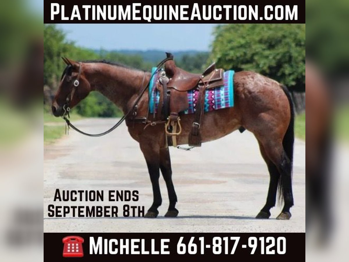 Quarter horse américain Hongre 8 Ans Roan-Bay in Stephenville Tx