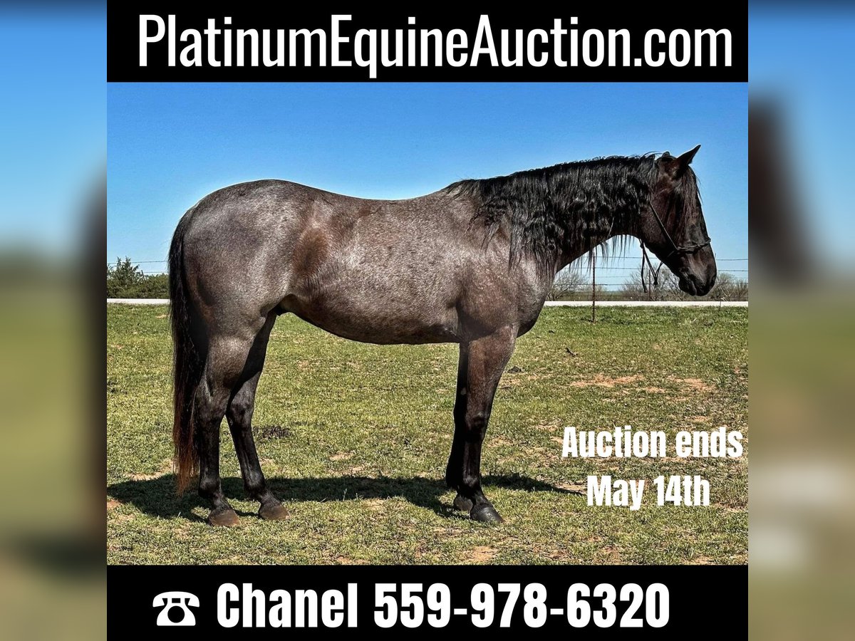 Quarter horse américain Hongre 8 Ans Rouan Bleu in Byers TX