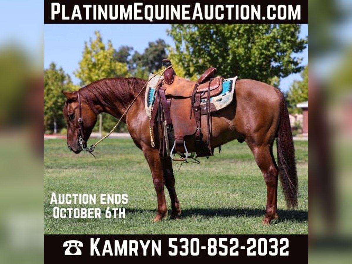 Quarter horse américain Hongre 9 Ans 137 cm in Pleasant Grove CA