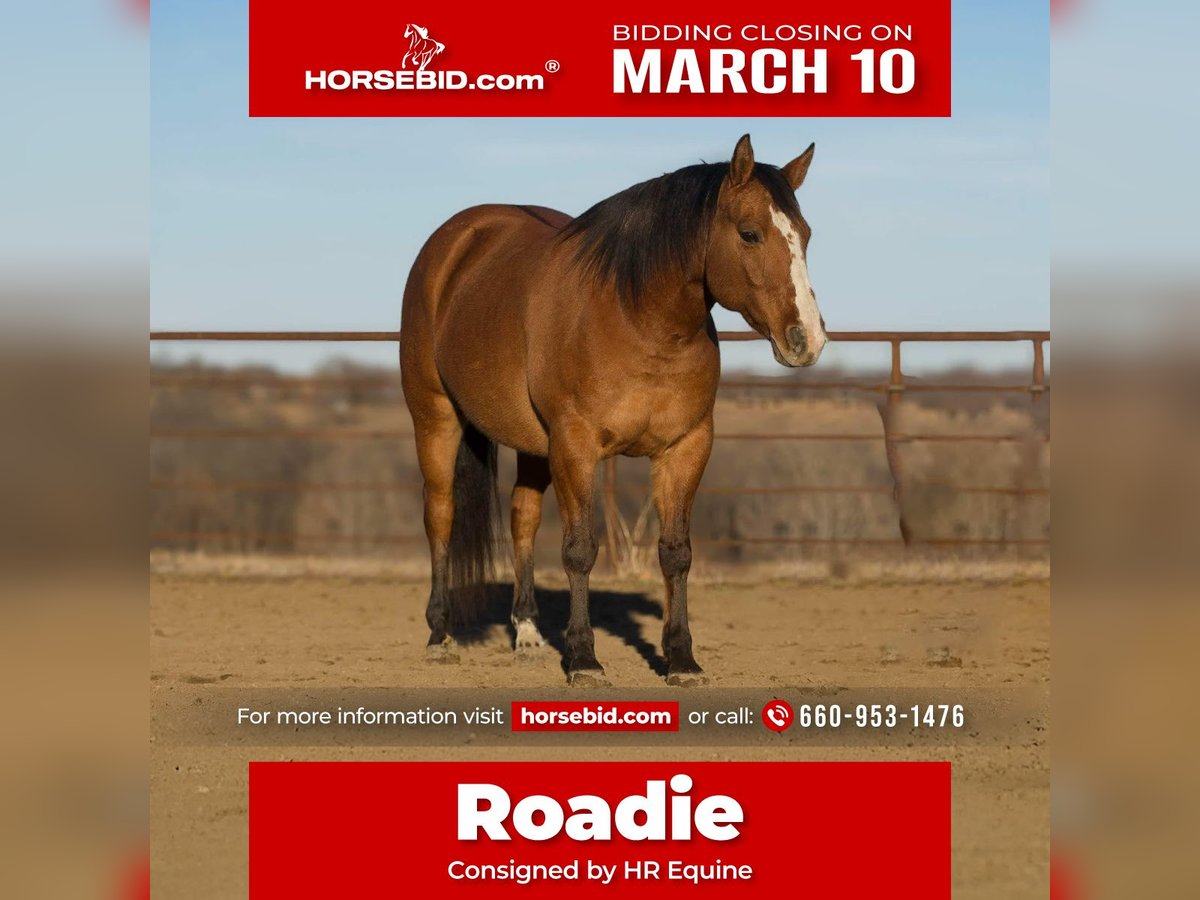 Quarter horse américain Hongre 9 Ans 147 cm Isabelle in Princeton, MO