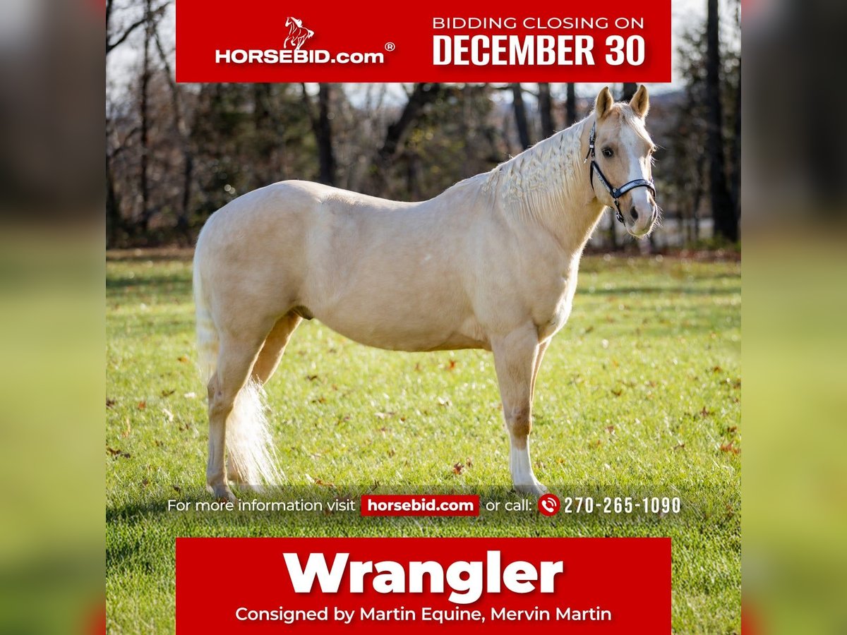 Quarter horse américain Hongre 9 Ans 147 cm Palomino in Elkton, KY