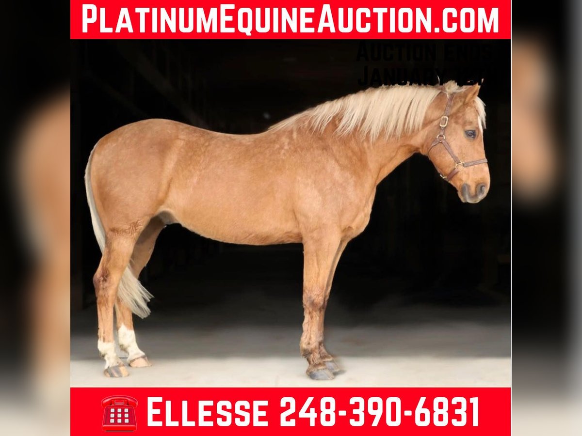 Quarter horse américain Hongre 9 Ans 147 cm Palomino in Howell, MI