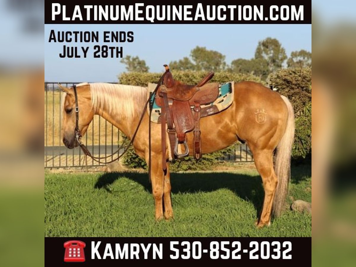 Quarter horse américain Hongre 9 Ans 147 cm Palomino in Pleasant Grove, CA