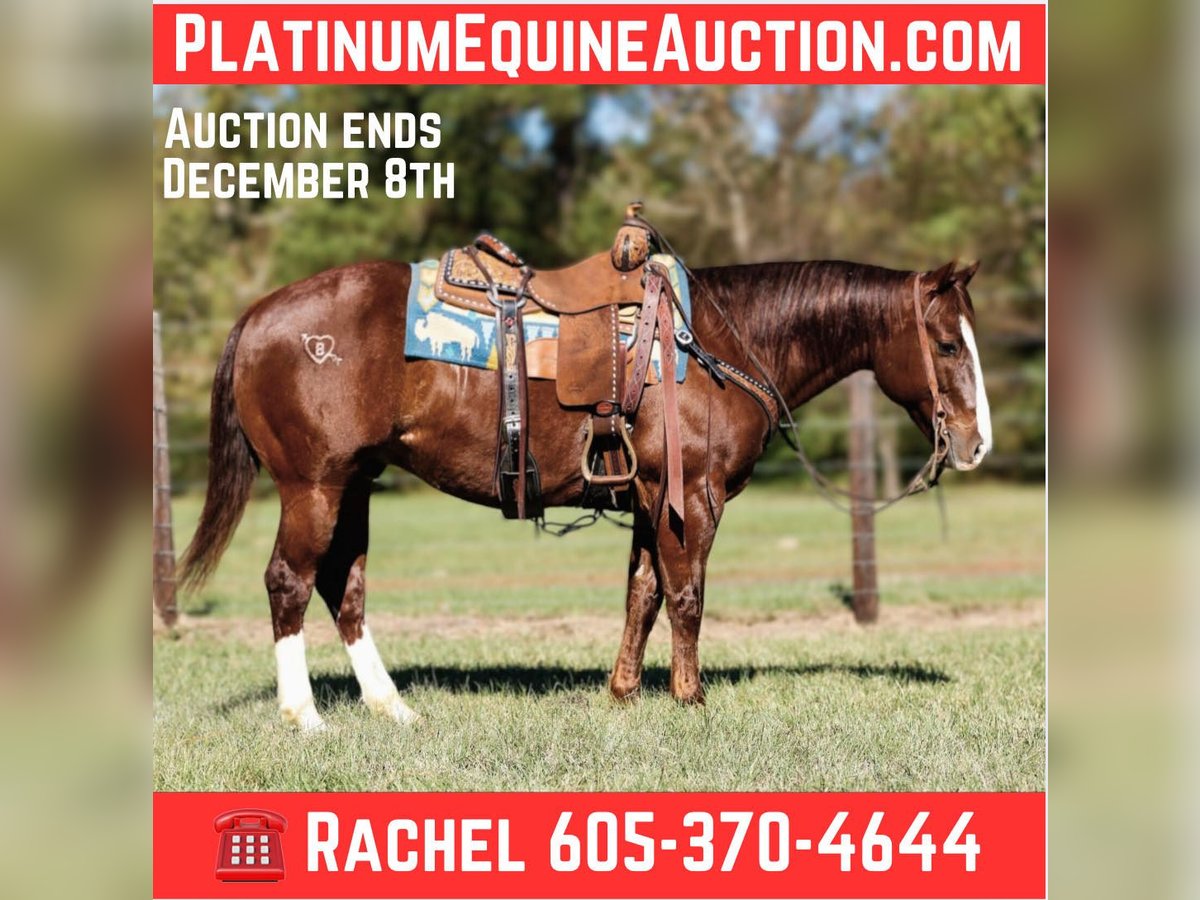 Quarter horse américain Hongre 9 Ans 150 cm Alezan brûlé in Rusk TX