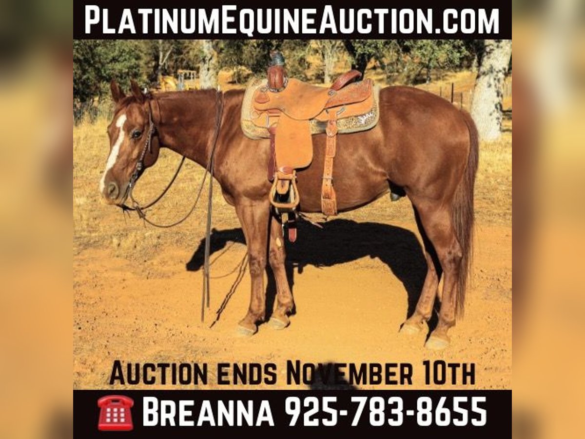 Quarter horse américain Hongre 9 Ans 150 cm Alezan brûlé in Valley Springs CA