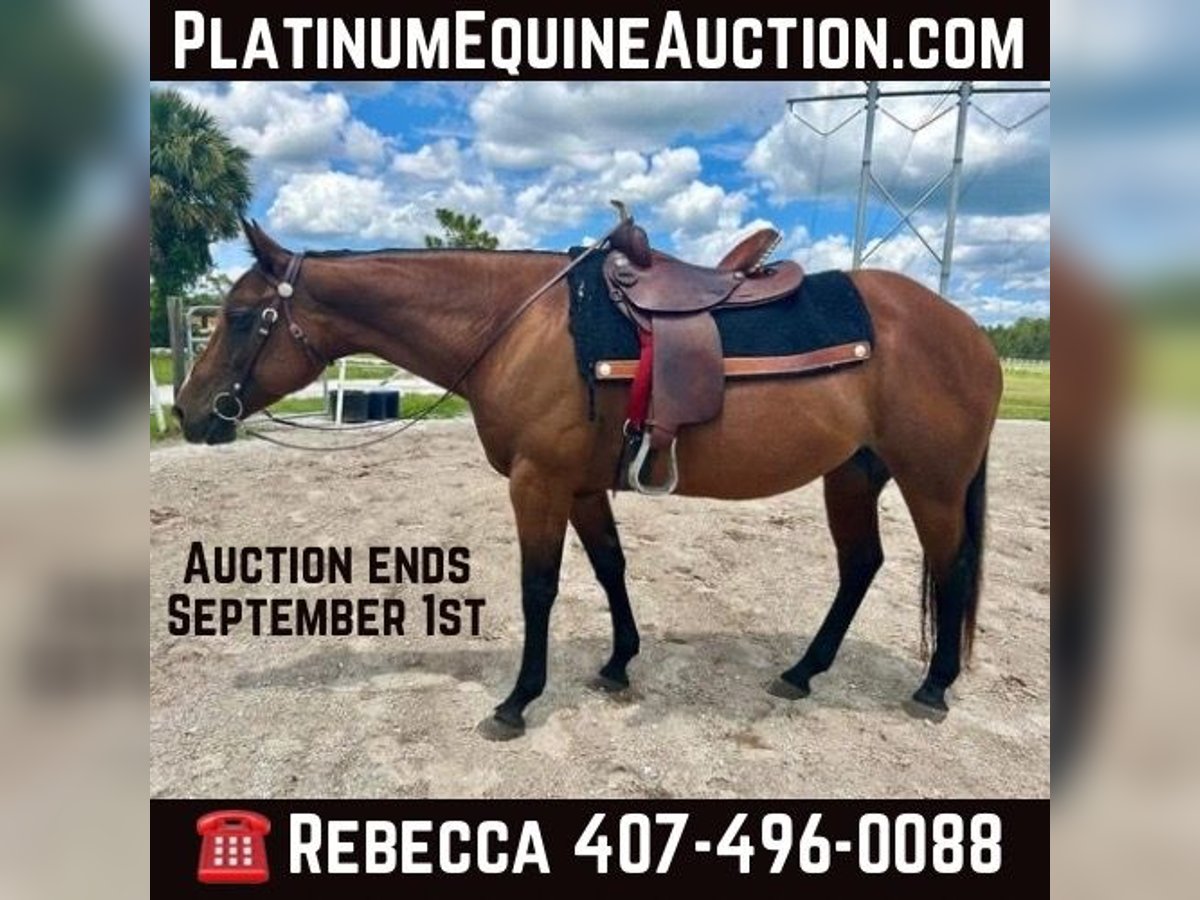 Quarter horse américain Hongre 9 Ans 150 cm Bai cerise in Christmas Fl