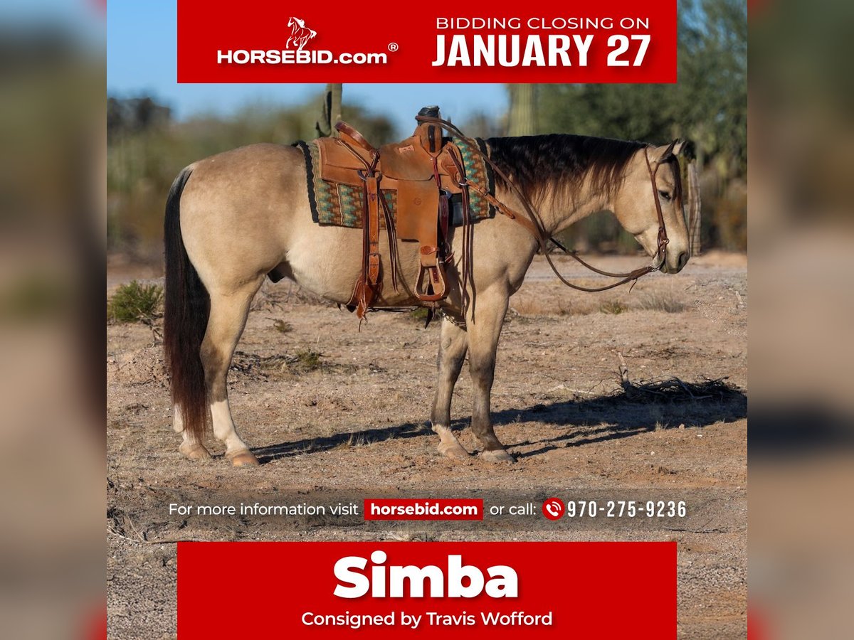 Quarter horse américain Hongre 9 Ans 150 cm Buckskin in Casa Grande, AZ