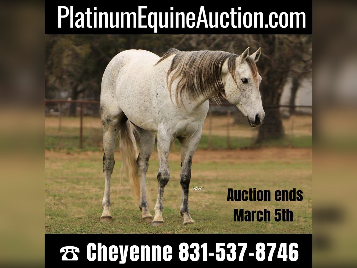 Quarter horse américain Hongre 9 Ans 150 cm Gris in Weatherford TX