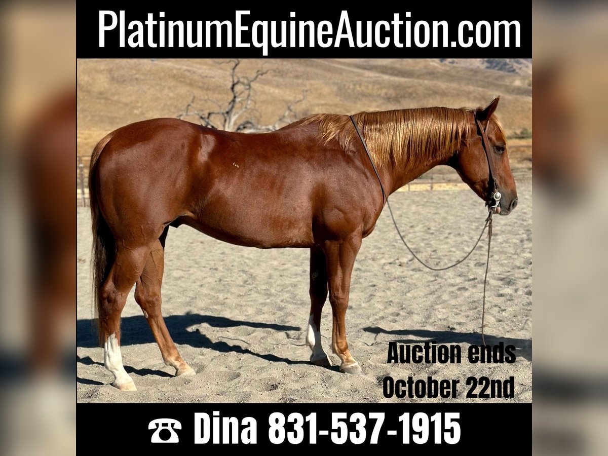 Quarter horse américain Hongre 9 Ans 152 cm Alezan brûlé in Paicines CA