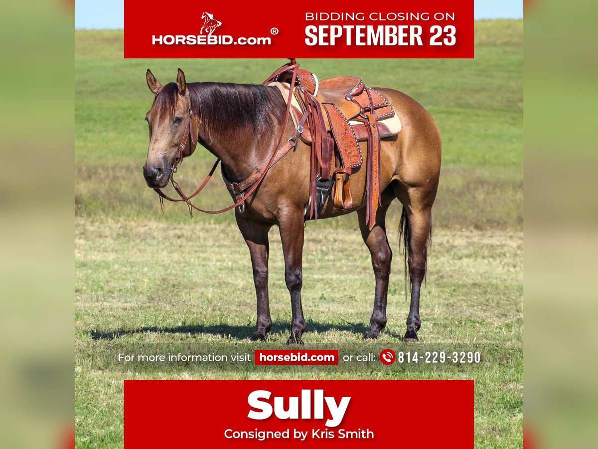 Quarter horse américain Hongre 9 Ans 152 cm Buckskin in Clarion, PA