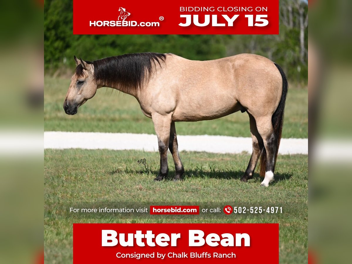 Quarter horse américain Hongre 9 Ans 152 cm Buckskin in Waco