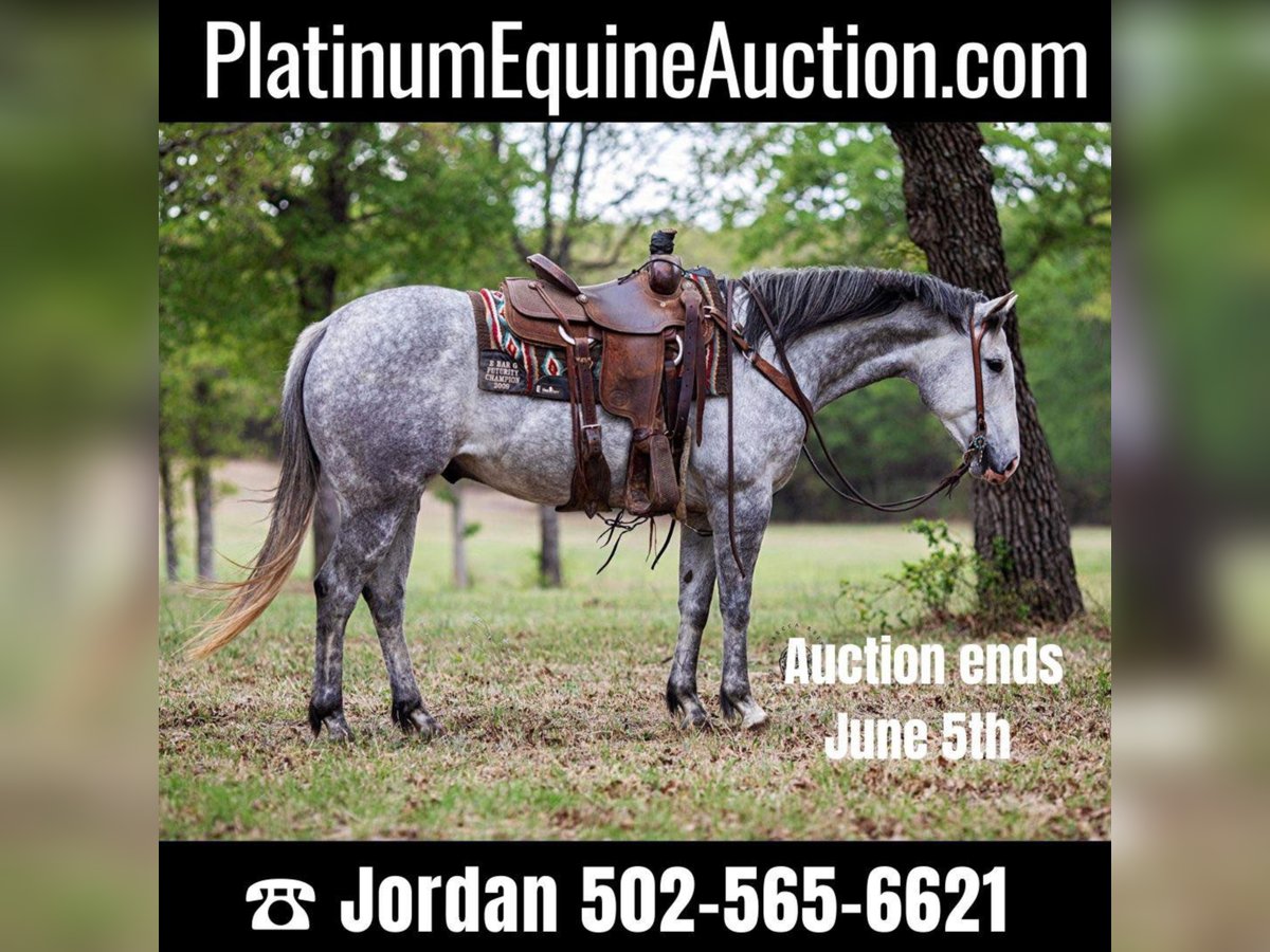 Quarter horse américain Hongre 9 Ans 152 cm Gris in Weatherford TX