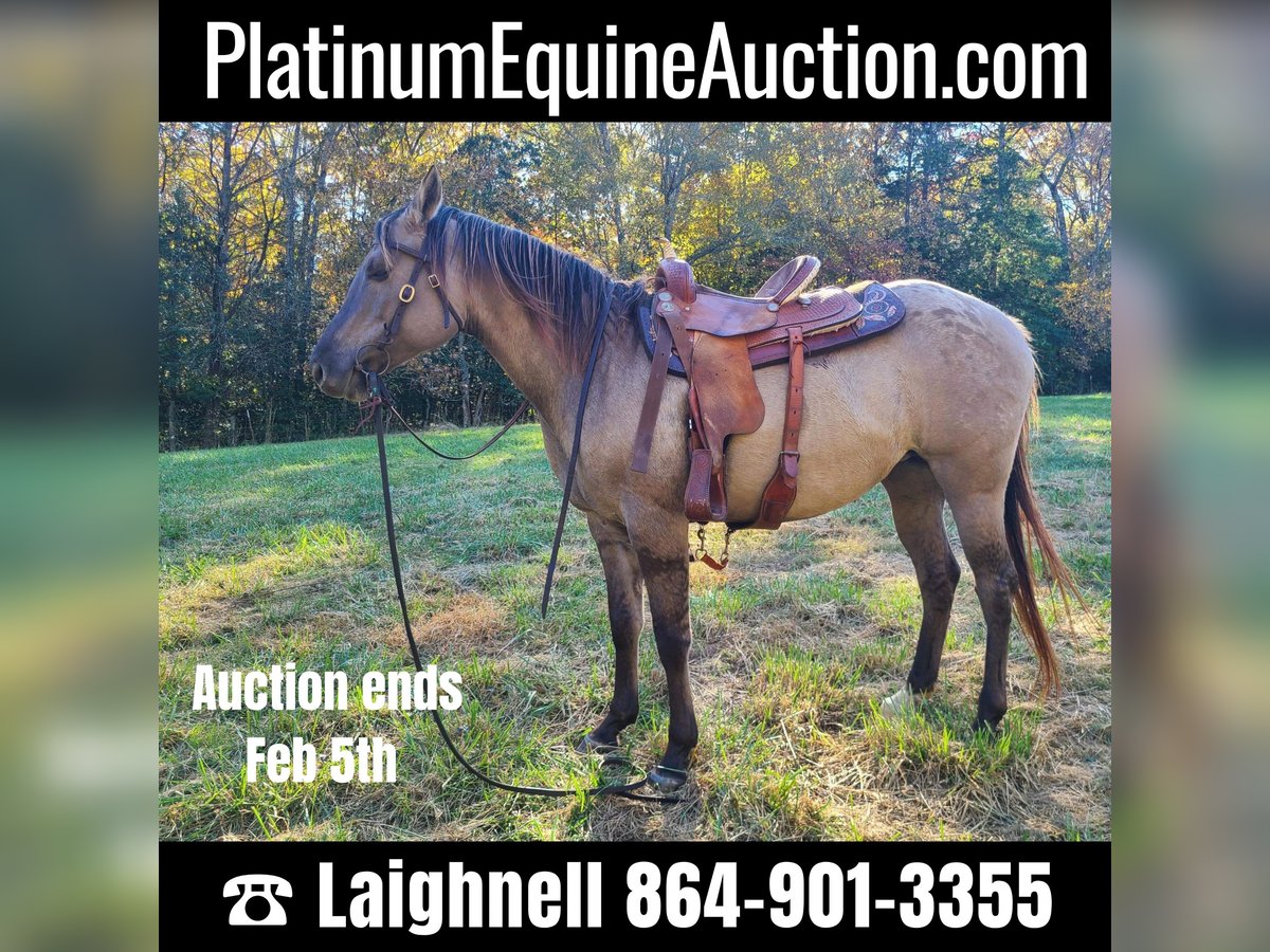 Quarter horse américain Hongre 9 Ans 152 cm Grullo in Pickens SC