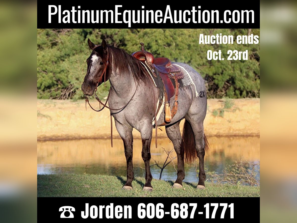 Quarter horse américain Hongre 9 Ans 152 cm Rouan Bleu in Cleburne. TX