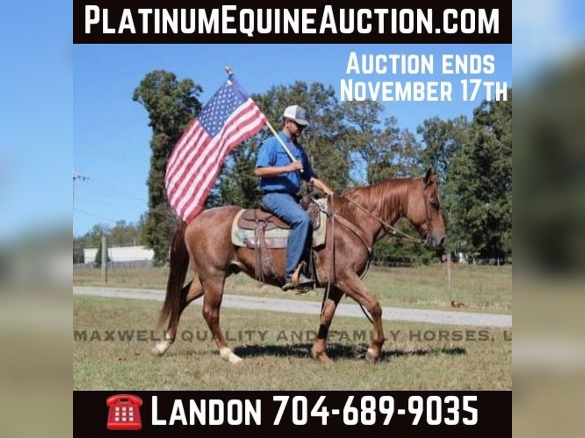 Quarter horse américain Hongre 9 Ans 152 cm Rouan Rouge in Cherryville NC