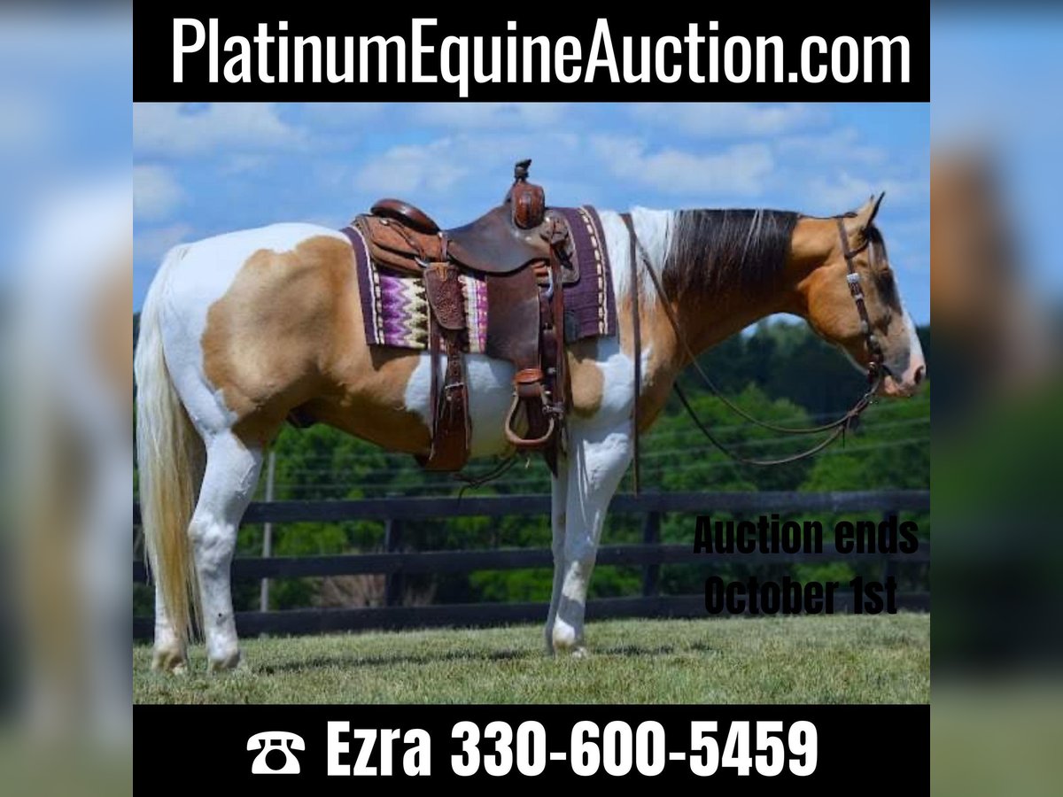 Quarter horse américain Hongre 9 Ans 152 cm Tobiano-toutes couleurs in Wooster OH
