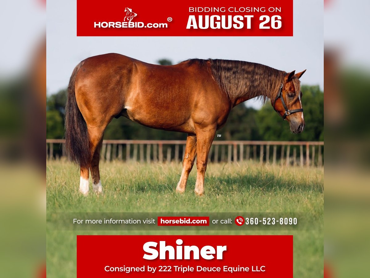 Quarter horse américain Hongre 9 Ans 155 cm Alezan in Weatherford