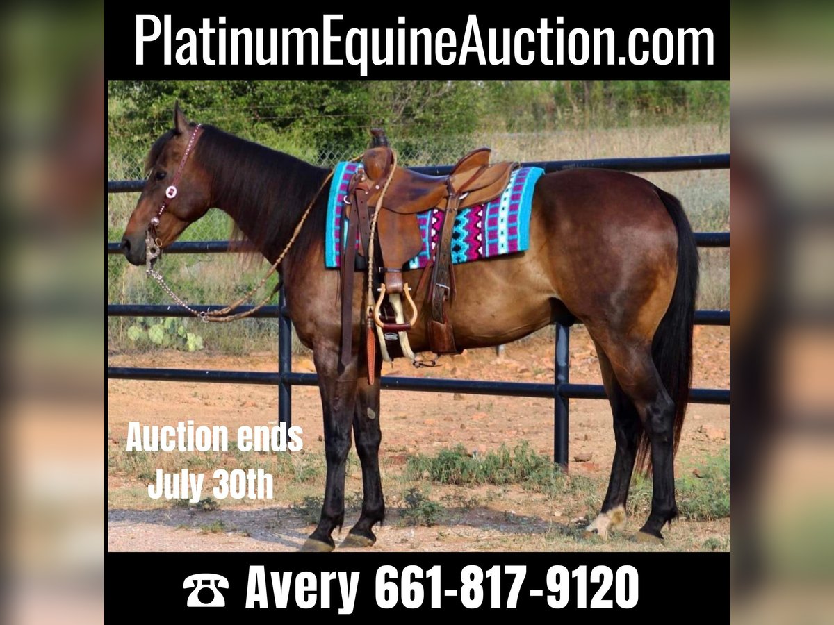 Quarter horse américain Hongre 9 Ans 155 cm Bai cerise in Stephenville TX