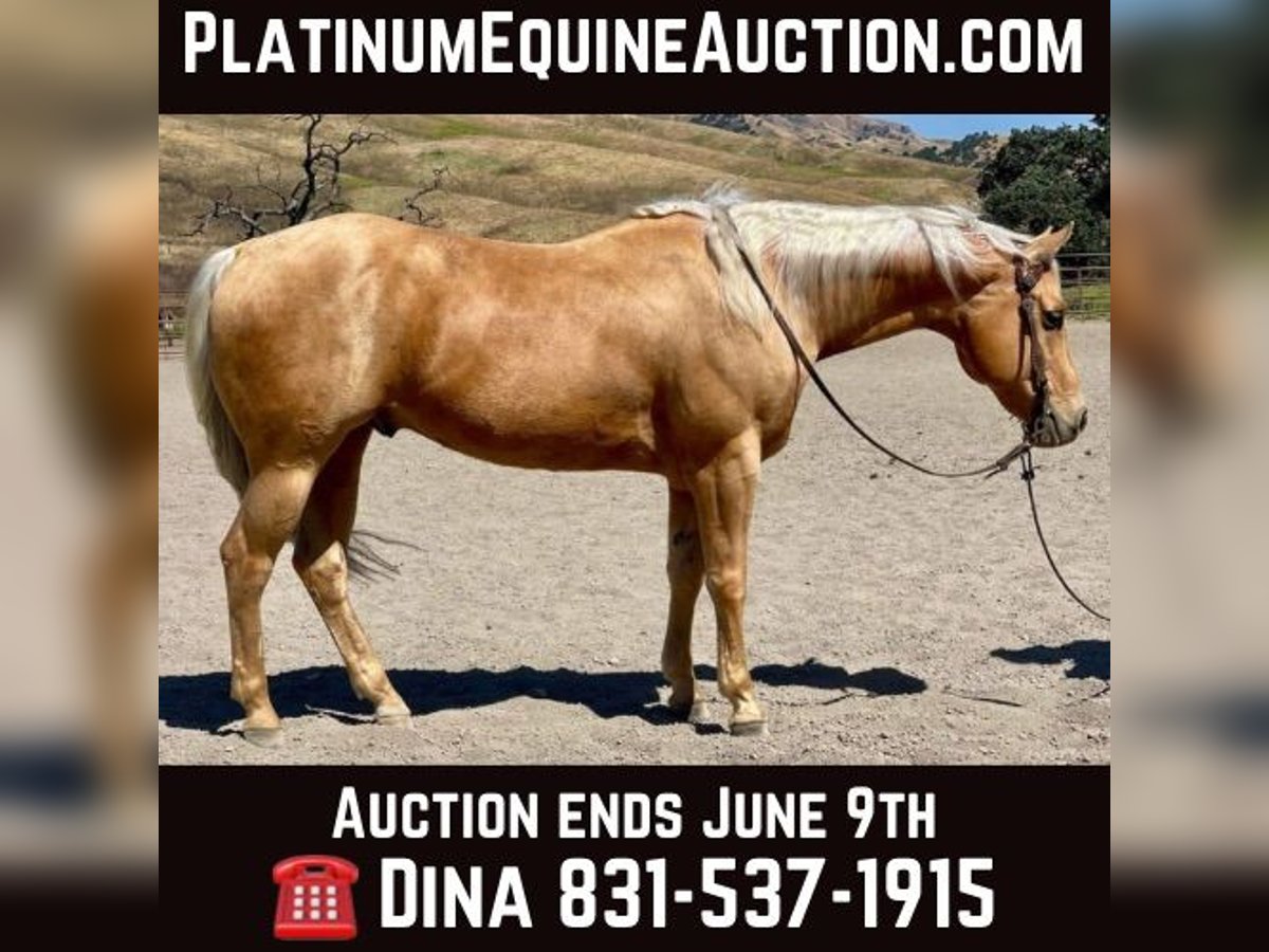 Quarter horse américain Hongre 9 Ans 155 cm Palomino in Paicines CA