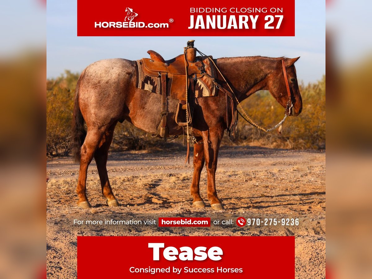 Quarter horse américain Hongre 9 Ans 155 cm Rouan Rouge in Casa Grande, AZ