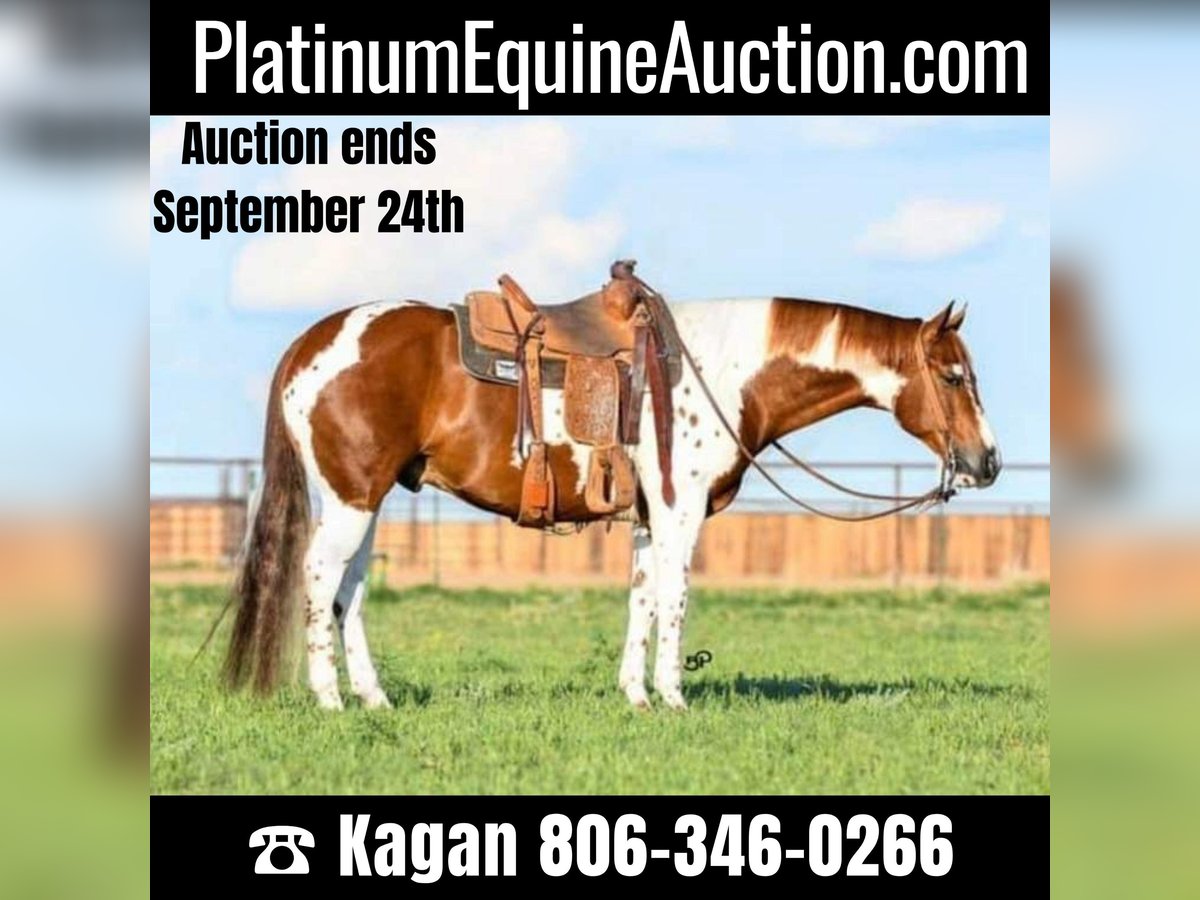 Quarter horse américain Hongre 9 Ans 155 cm Tobiano-toutes couleurs in Canyon TX