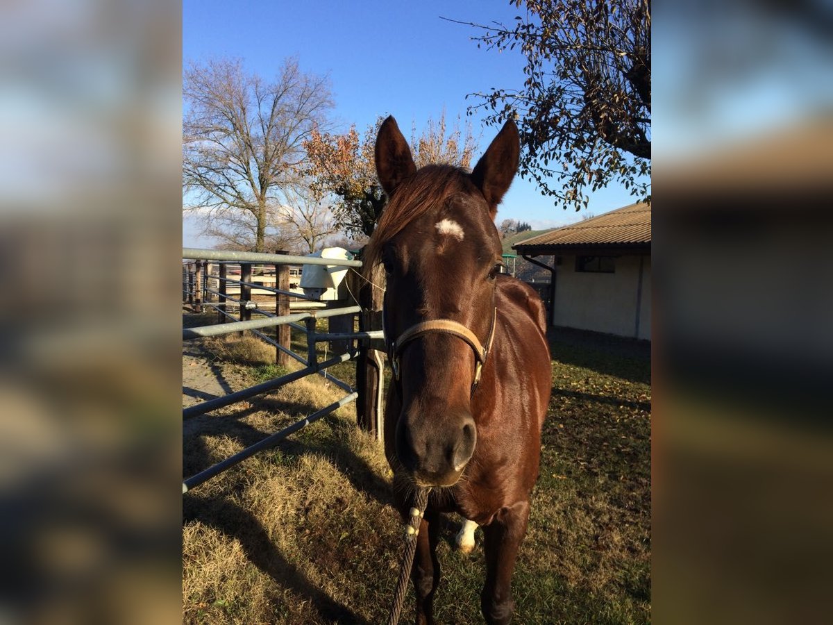 Quarter horse américain Hongre 9 Ans 157 cm Alezan in Tengen