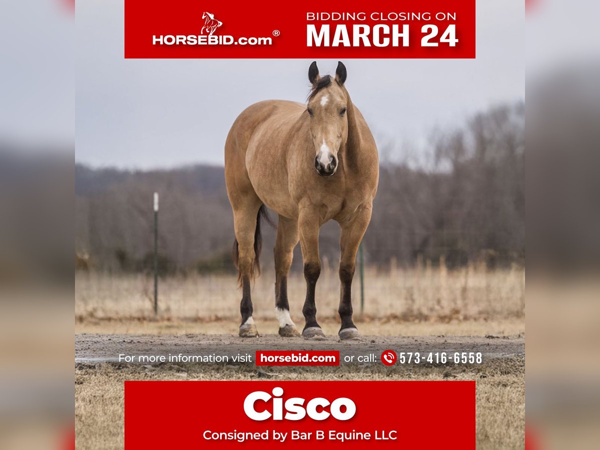 Quarter horse américain Hongre 9 Ans 157 cm Buckskin in Macon, MO