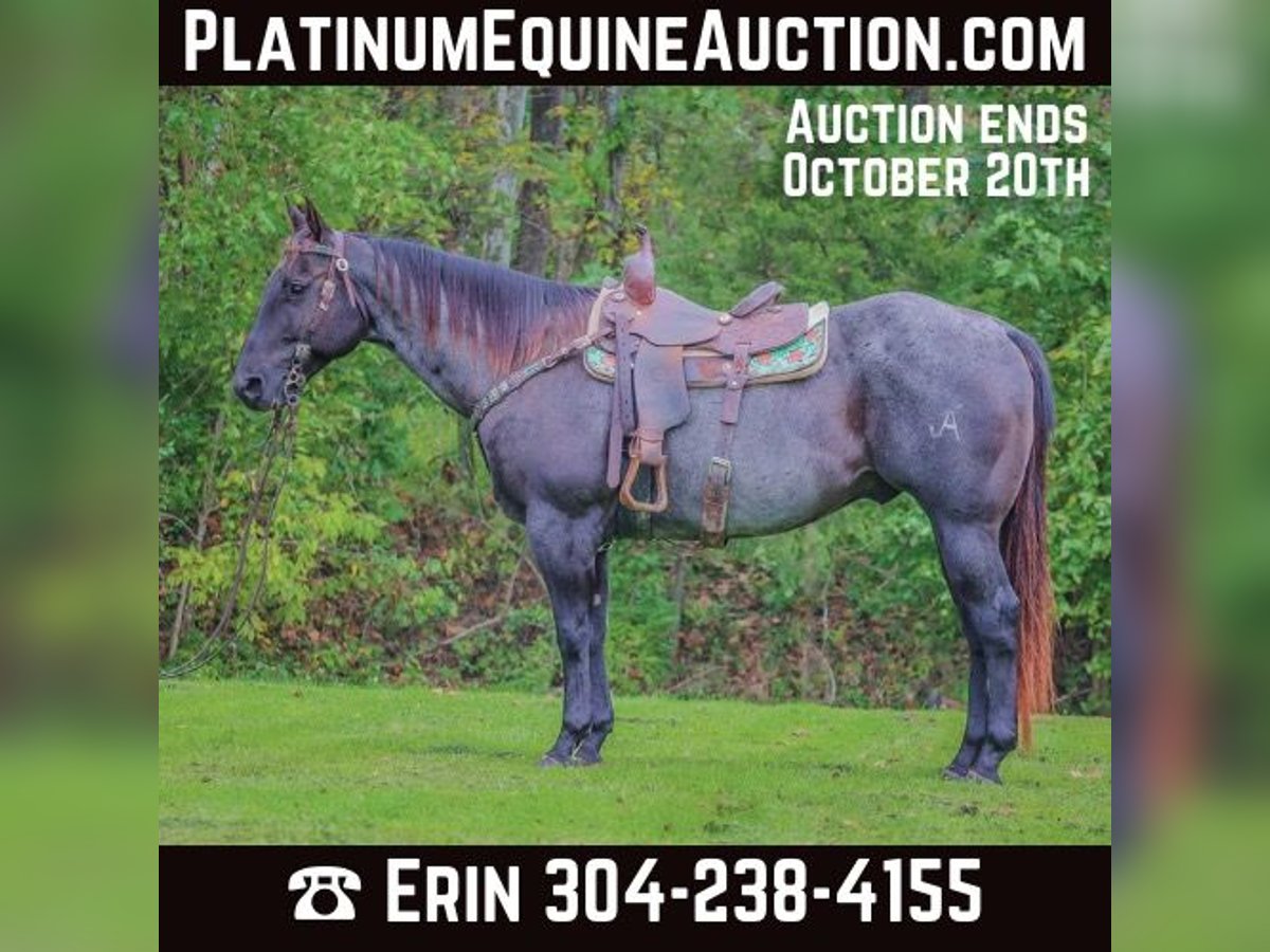 Quarter horse américain Hongre 9 Ans 157 cm Rouan Bleu in Flemingsburg KY