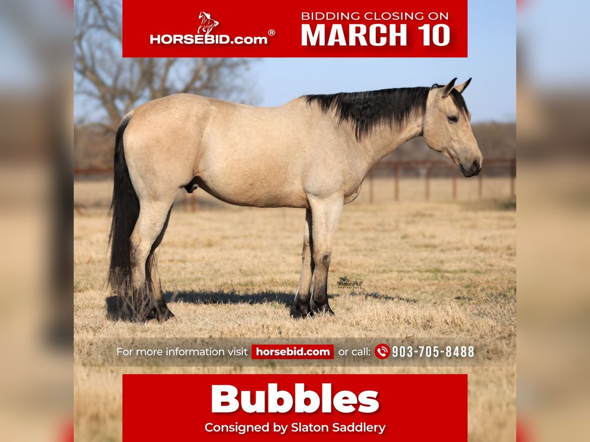 Quarter horse américain Hongre 9 Ans 160 cm Buckskin in Canton, TX