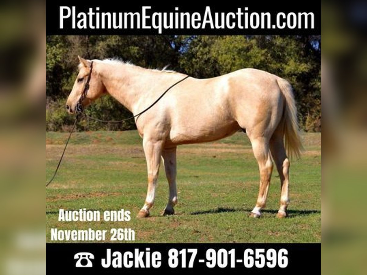 Quarter horse américain Hongre 9 Ans 163 cm Palomino in Weatherford, TX