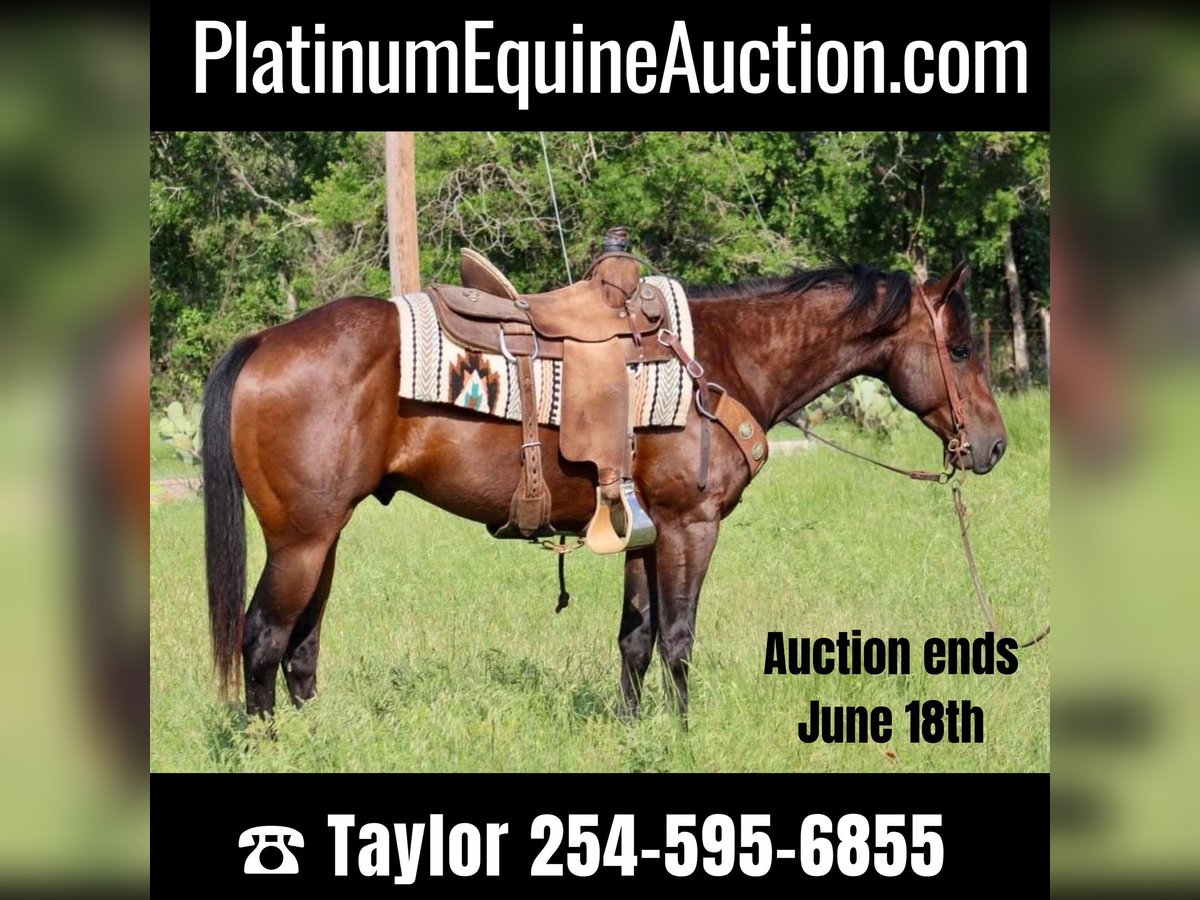 Quarter horse américain Hongre 9 Ans Bai cerise in Morgan Mill TX