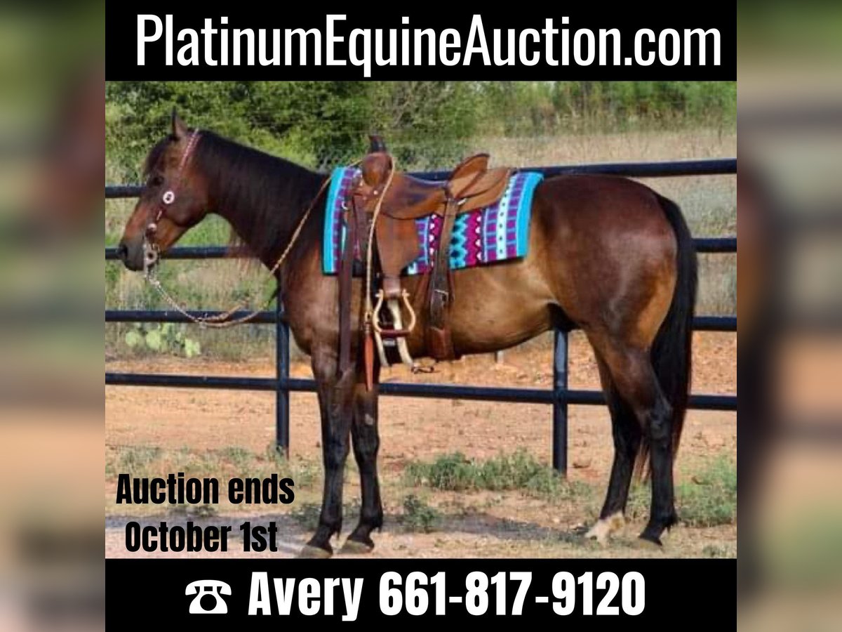 Quarter horse américain Hongre 9 Ans Bai cerise in Stephenville TX