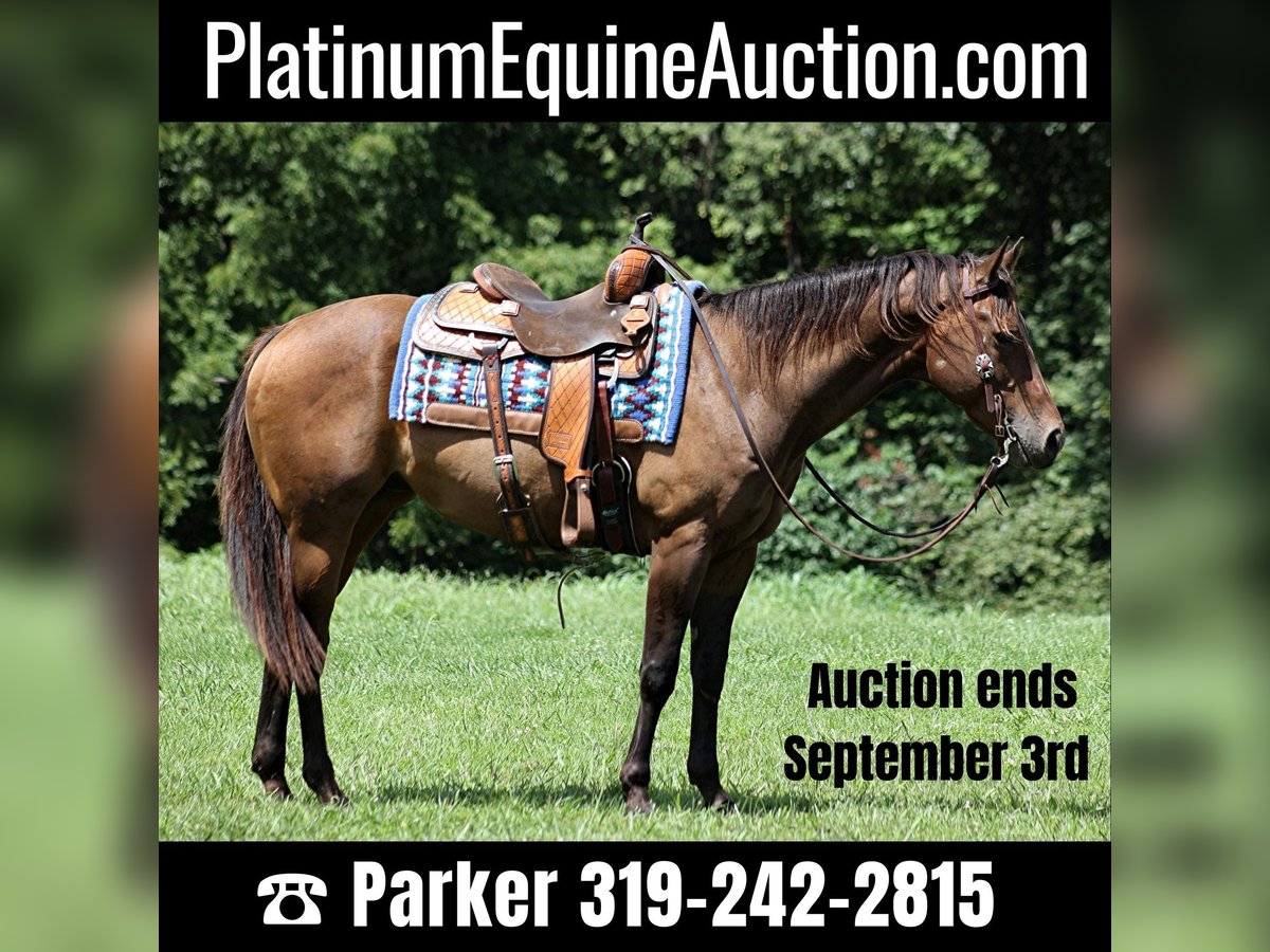 Quarter horse américain Hongre 9 Ans Bai cerise in Somerset, KY