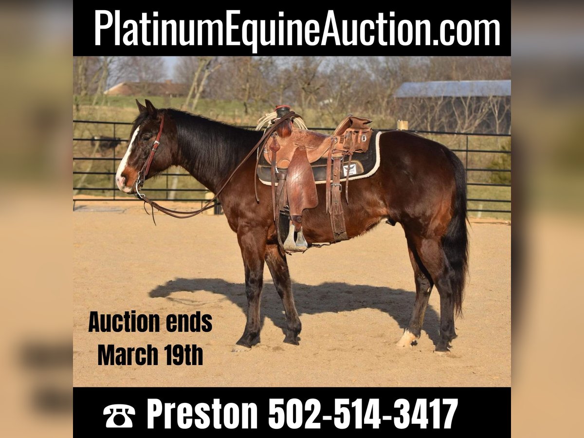 Quarter horse américain Hongre 9 Ans Bai cerise in Owenton, KY