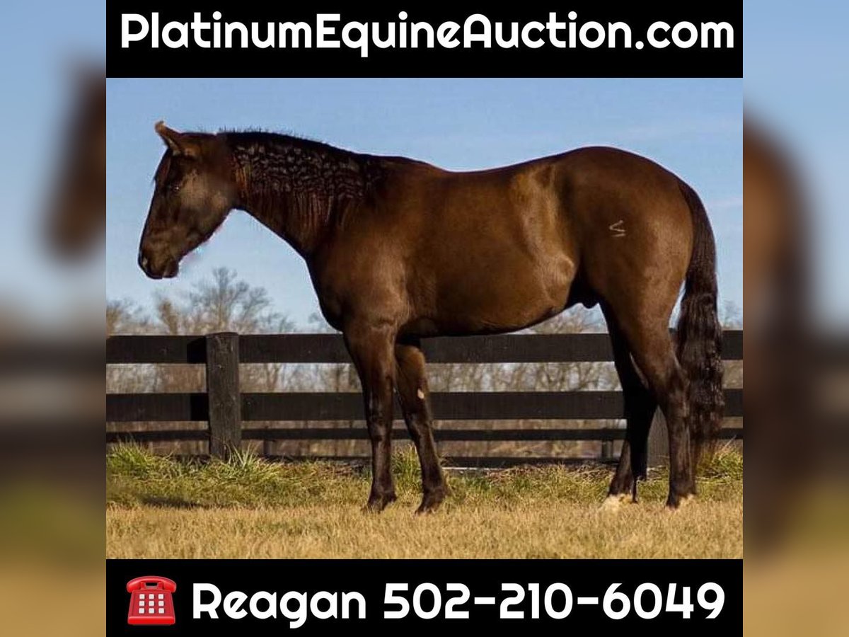 Quarter horse américain Hongre 9 Ans Noir in LaGrange KY