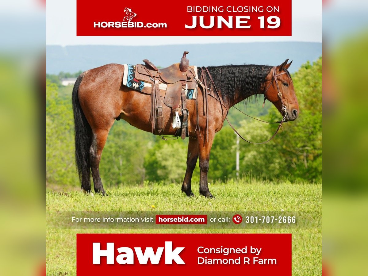 Quarter horse américain Hongre 9 Ans Roan-Bay in Needmore, PA