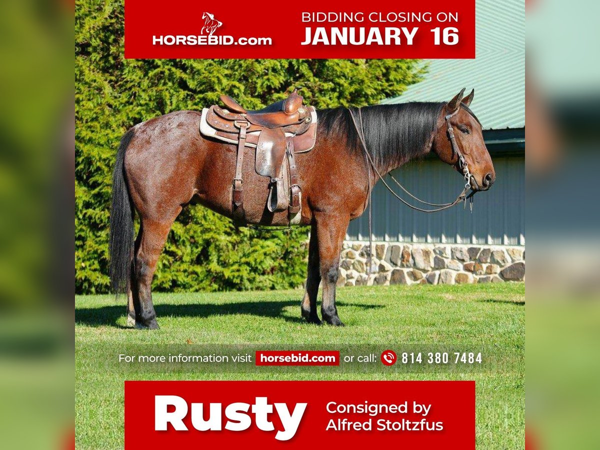 Quarter horse américain Croisé Hongre 9 Ans Roan-Bay in Howard, PA