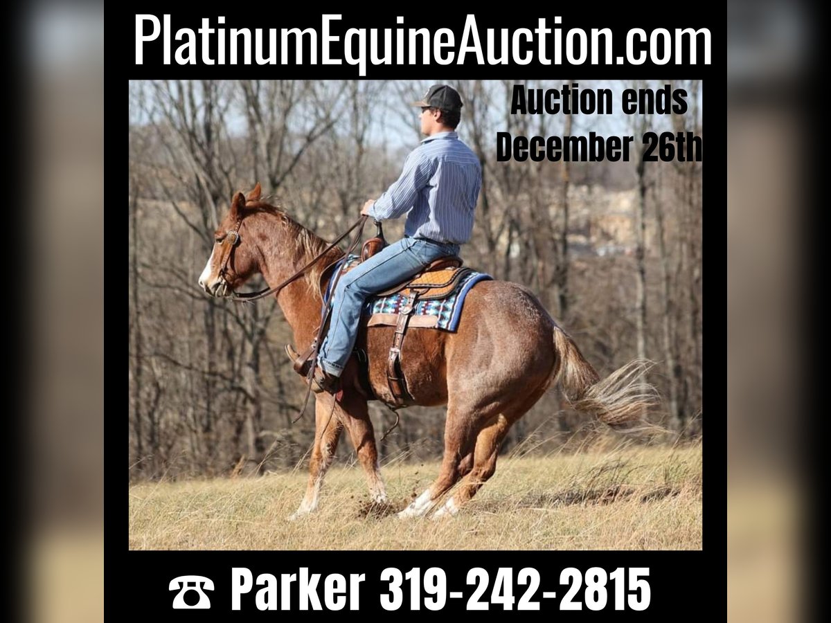 Quarter horse américain Hongre 9 Ans Rouan Rouge in Brodhead KY