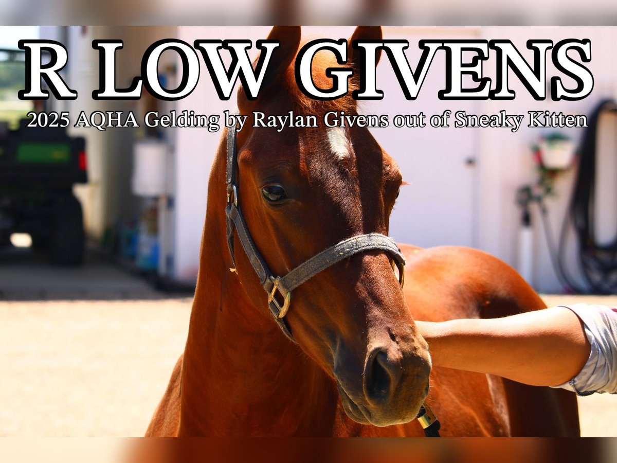 Quarter horse américain Hongre Poulain (02/2025) 142 cm Alezan cuivré in Weatherford