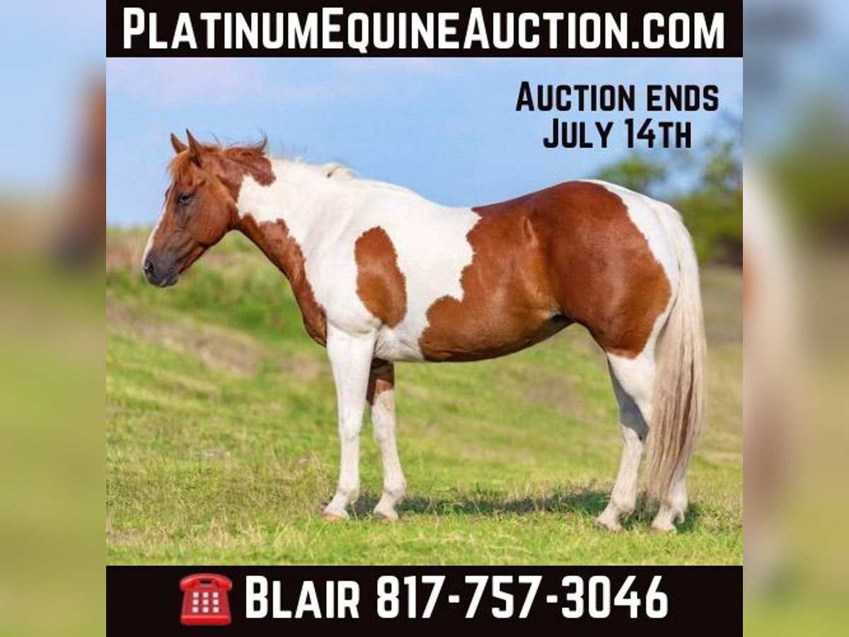 Quarter horse américain Jument 10 Ans 135 cm Tobiano-toutes couleurs in Weatherford TX