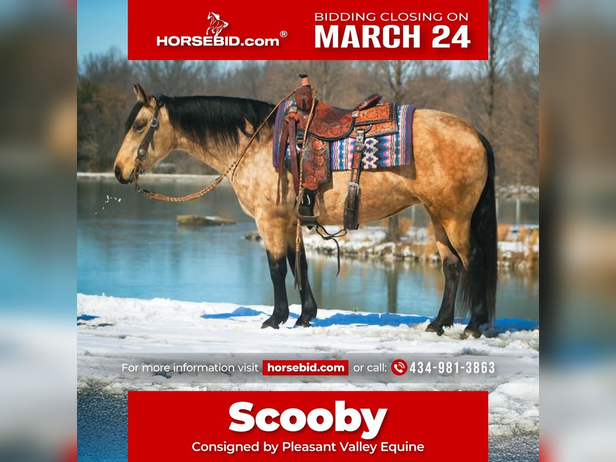 Quarter horse américain Jument 10 Ans 142 cm Buckskin in Robards, KY