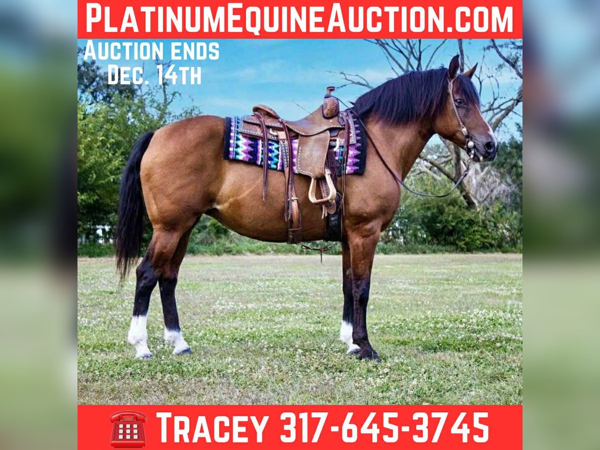 Quarter horse américain Jument 10 Ans 147 cm Bai cerise in Conifer CO