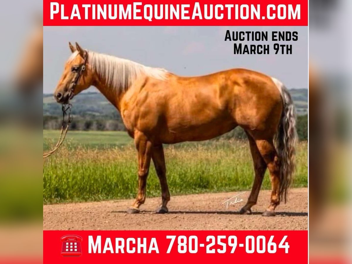 Quarter horse américain Jument 10 Ans 147 cm Palomino in Scottsdale AZ