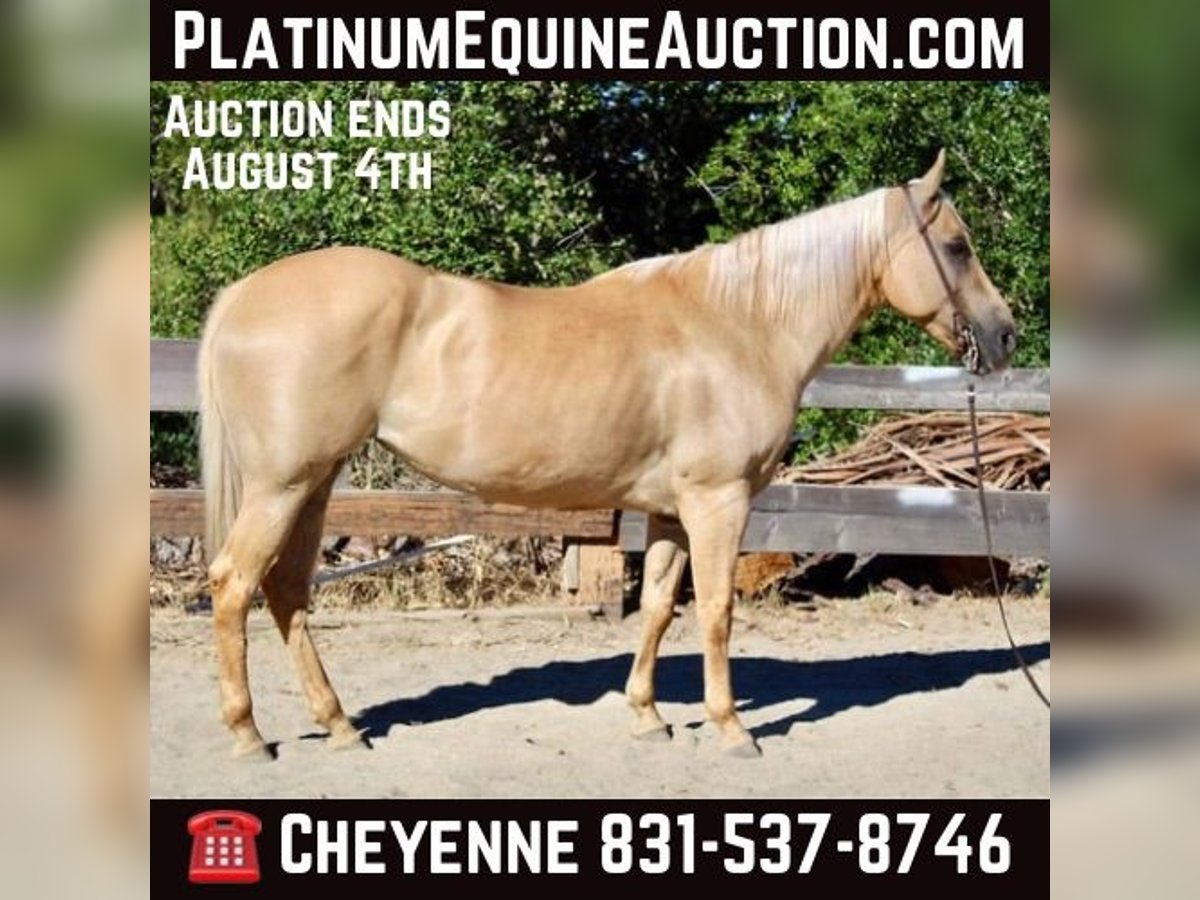 Quarter horse américain Jument 10 Ans 150 cm Palomino in Bitterwater CA