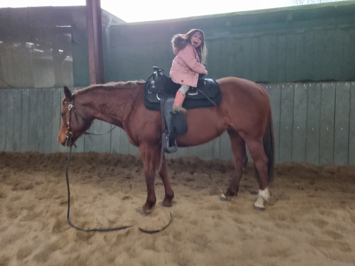 Quarter horse américain Jument 10 Ans 152 cm Alezan in Dickel