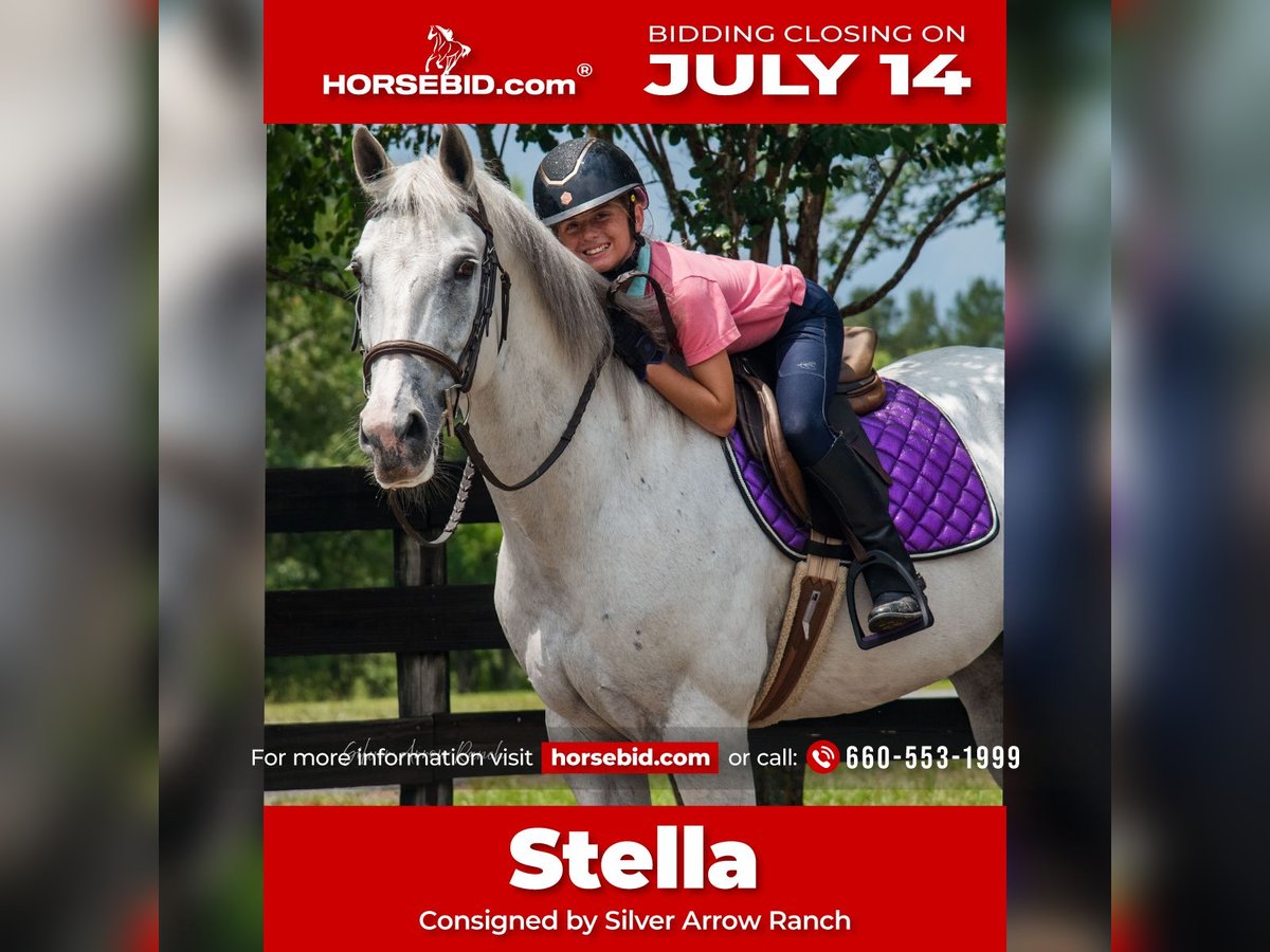 Quarter horse américain Jument 10 Ans 152 cm Gris in Morriston, FL