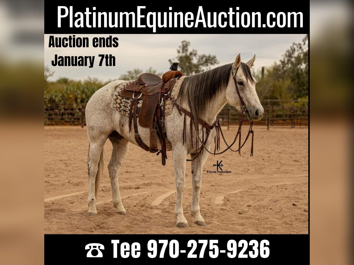 Quarter horse américain Jument 10 Ans 155 cm Gris in Casa Grande AZ