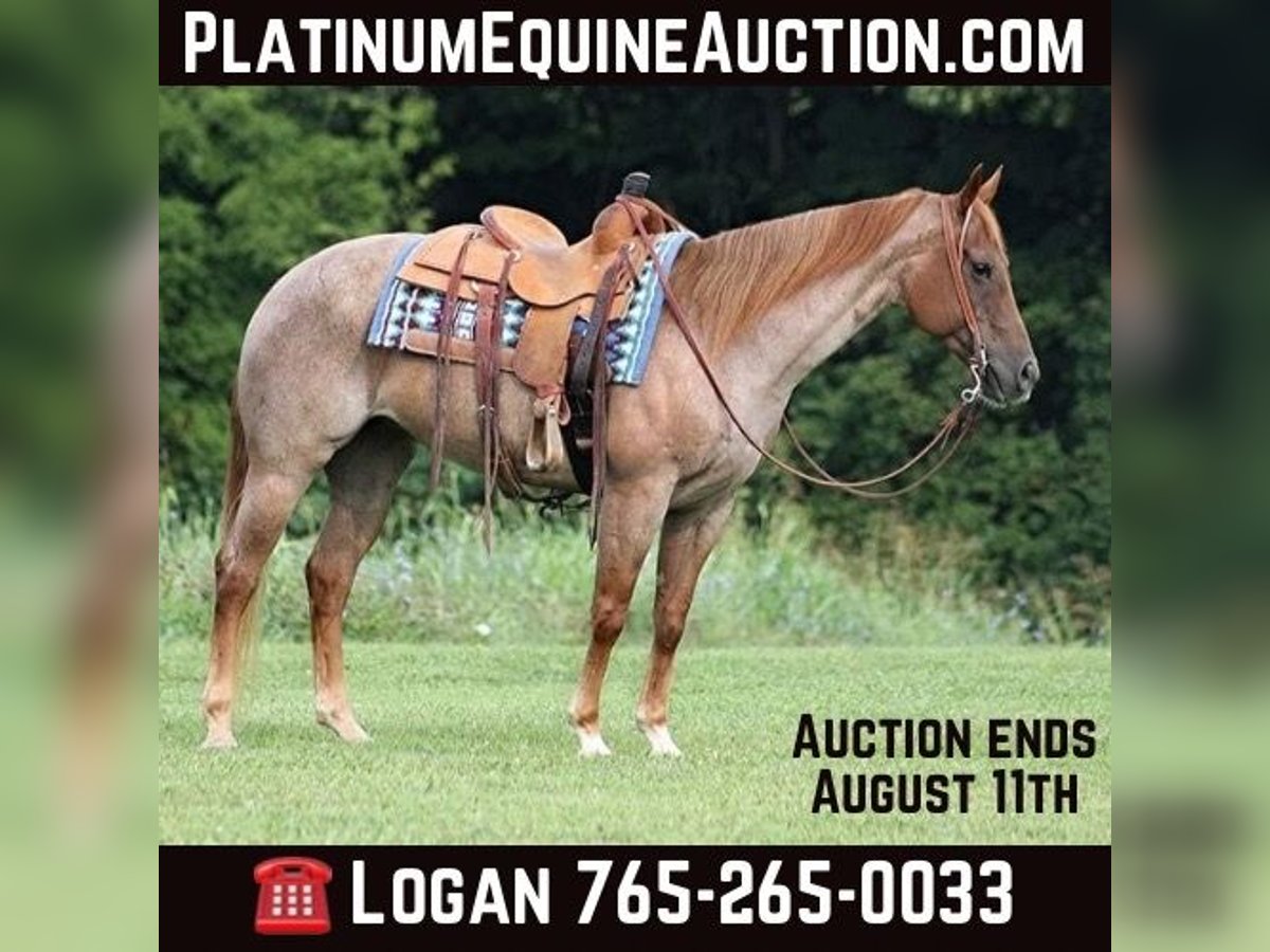 Quarter horse américain Jument 10 Ans 155 cm Rouan Rouge in Level Green Ky