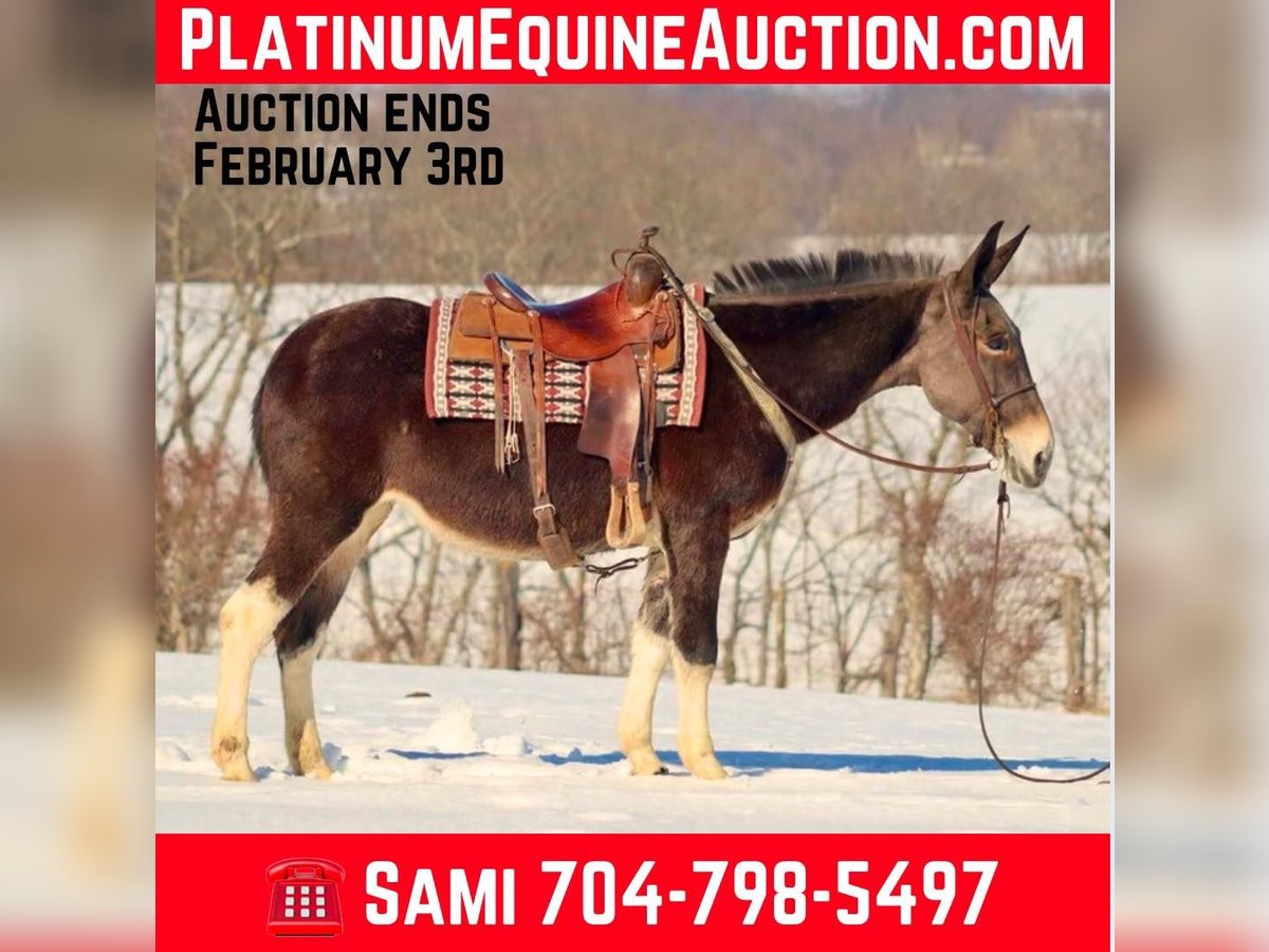 Quarter horse américain Jument 10 Ans 157 cm Bai cerise in Brooksville KY