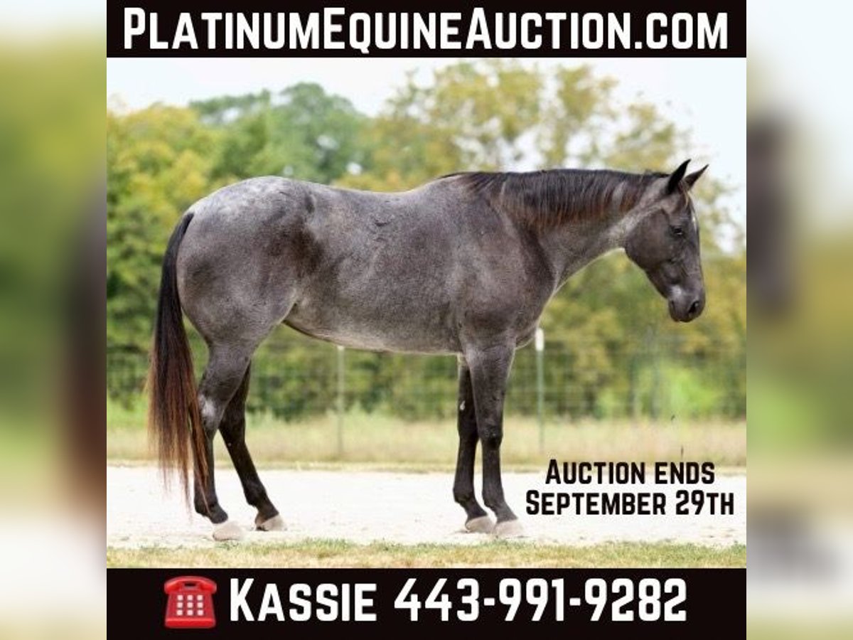 Quarter horse américain Jument 10 Ans Rouan Bleu in Marshall MO